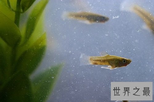 食蚊鱼真的会吃蚊子吗？为你揭秘食蚊鱼的秘密！