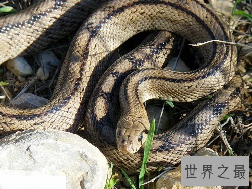 绿茸线蛇真的存在吗？世界上年纪最大的蛇居然是它！