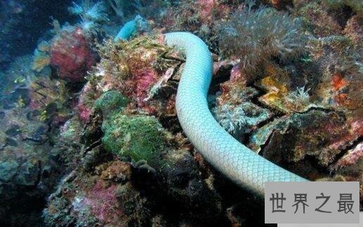 绿茸线蛇真的存在吗？世界上年纪最大的蛇居然是它！