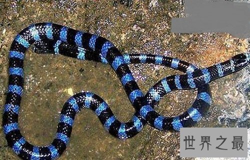 绿茸线蛇真的存在吗？世界上年纪最大的蛇居然是它！