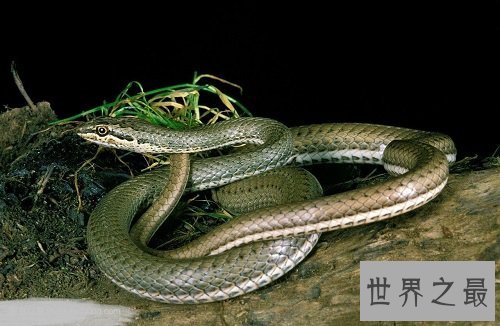 绿茸线蛇真的存在吗？世界上年纪最大的蛇居然是它！