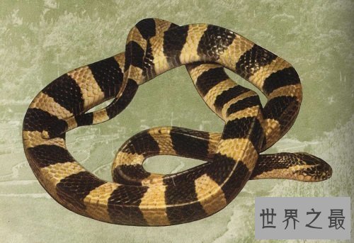 绿茸线蛇真的存在吗？世界上年纪最大的蛇居然是它！