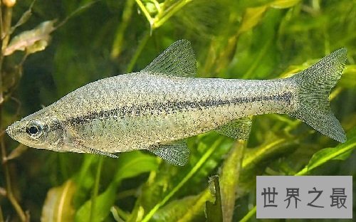 食蚊鱼真的会吃蚊子吗？为你揭秘食蚊鱼的秘密！