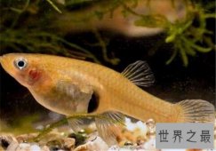 食蚊鱼真的会吃蚊子吗？为你揭秘食蚊鱼的秘密！