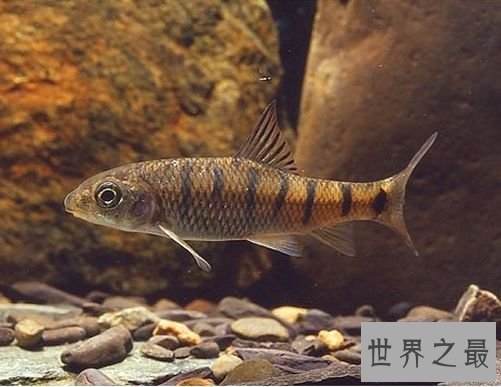 淡水石斑鱼你吃过吗？你是否了解这种鱼呢！