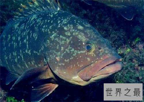 淡水石斑鱼你吃过吗？你是否了解这种鱼呢！