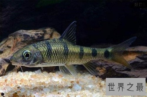 淡水石斑鱼你吃过吗？你是否了解这种鱼呢！