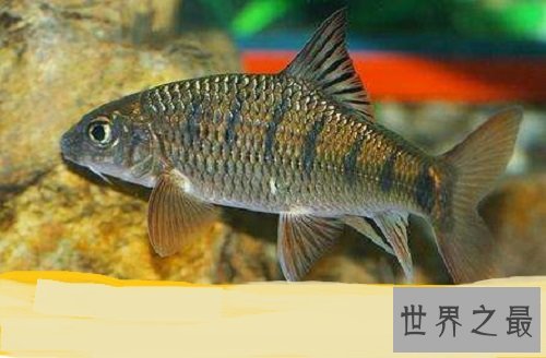 淡水石斑鱼你吃过吗？你是否了解这种鱼呢！