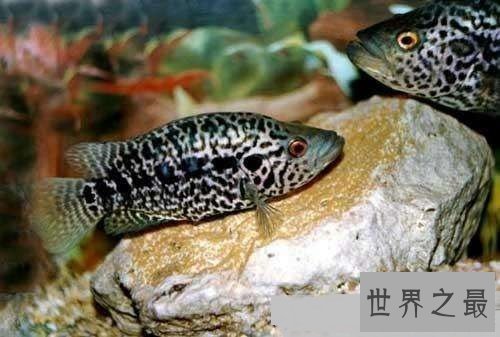 淡水石斑鱼你吃过吗？你是否了解这种鱼呢！