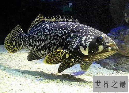 淡水石斑鱼你吃过吗？你是否了解这种鱼呢！