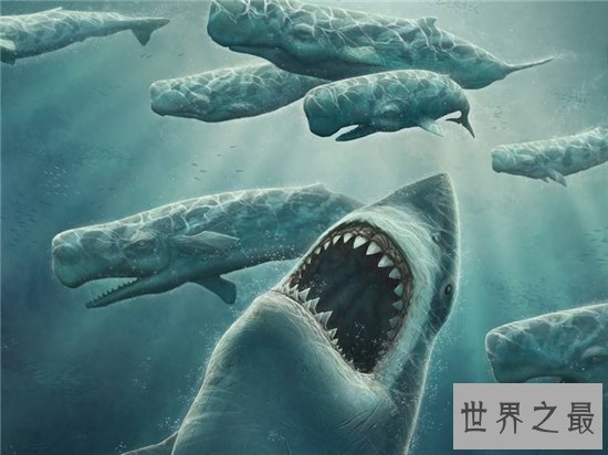 巨牙鲨嘴巴张开具有三米长，光是一颗牙齿就有两米