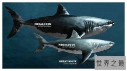 巨牙鲨嘴巴张开具有三米长，光是一颗牙齿就有两米