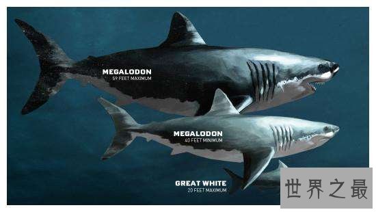 巨牙鲨嘴巴张开具有三米长，光是一颗牙齿就有两米
