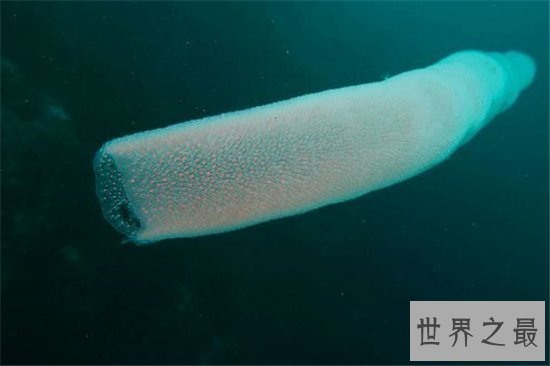 火体虫看起来像巨大的角，同时也像一条丝巾