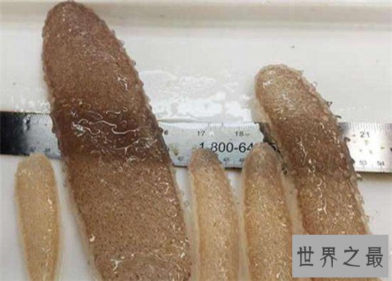 火体虫看起来像巨大的角，同时也像一条丝巾