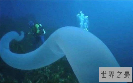 火体虫看起来像巨大的角，同时也像一条丝巾