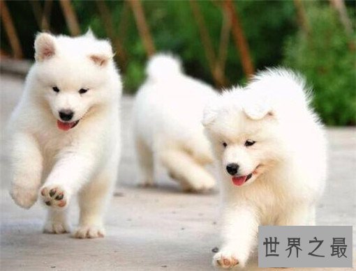 世界最萌的狗排行榜，世界上最可爱的狗排名