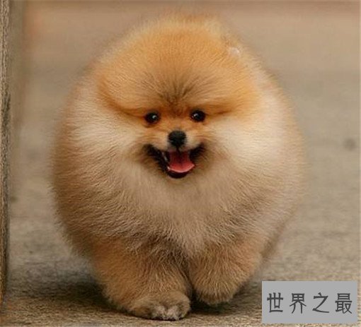 世界最萌的狗排行榜，世界上最可爱的狗排名