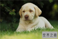 世界最萌的狗排行榜，世界上最可爱的狗排名