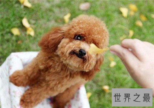 世界最萌的狗排行榜，世界上最可爱的狗排名