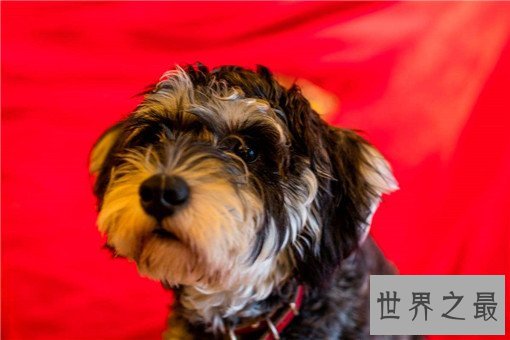 世界最萌的狗排行榜，世界上最可爱的狗排名