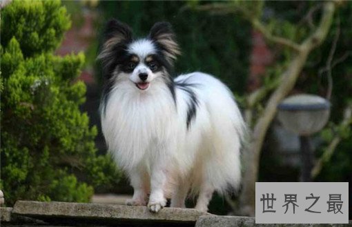 世界最萌的狗排行榜，世界上最可爱的狗排名