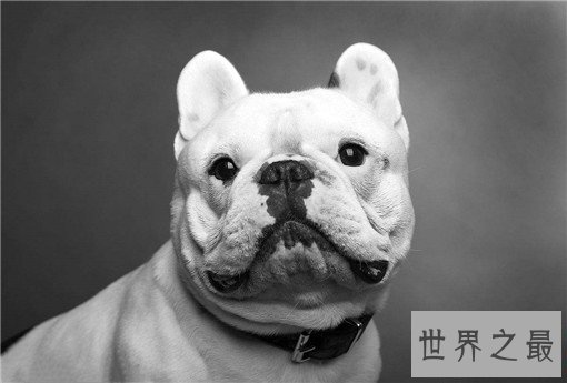 世界最萌的狗排行榜，世界上最可爱的狗排名