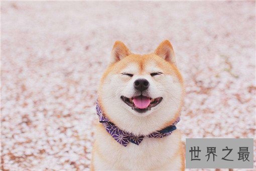 世界最萌的狗排行榜，世界上最可爱的狗排名