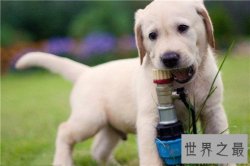 世界名犬排名，盘点世界十大名犬