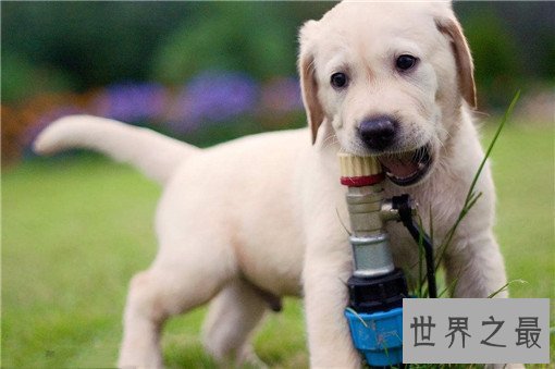 世界名犬排名，盘点世界十大名犬