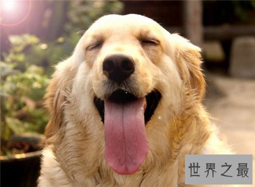 世界名犬排名，盘点世界十大名犬