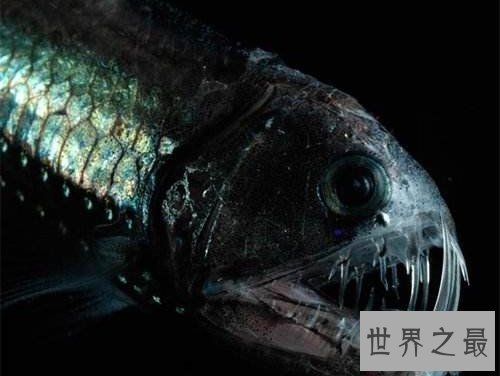 毒蛇鱼什么来历？揭秘深海猎手的秘密！