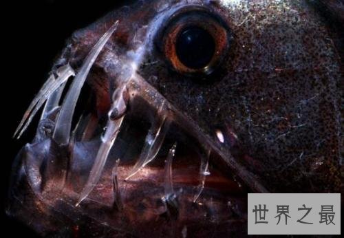 毒蛇鱼什么来历？揭秘深海猎手的秘密！