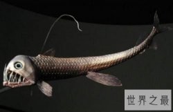 毒蛇鱼什么来历？揭秘深海猎手的秘密！