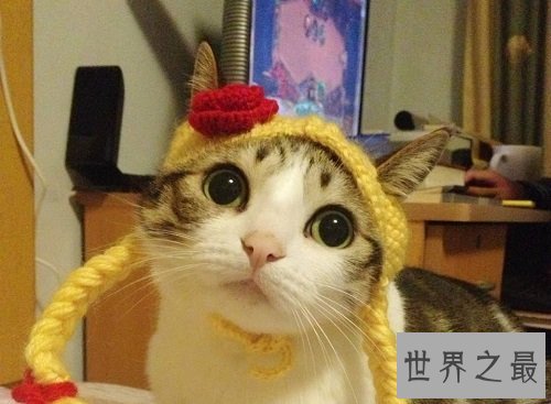 瓜皮猫是什么品种？揭秘网红猫的真相！