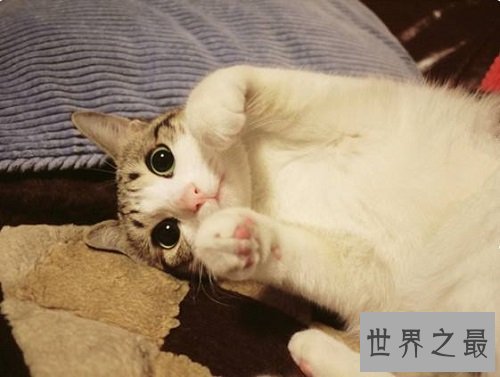 瓜皮猫是什么品种？揭秘网红猫的真相！
