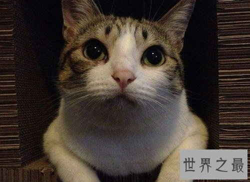 瓜皮猫是什么品种？揭秘网红猫的真相！