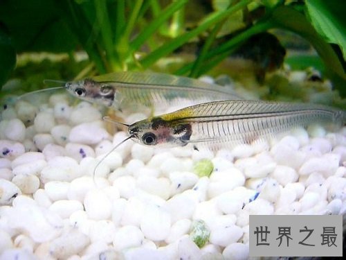 玻璃猫居然是一种鱼？饲养贴士教你养好它！