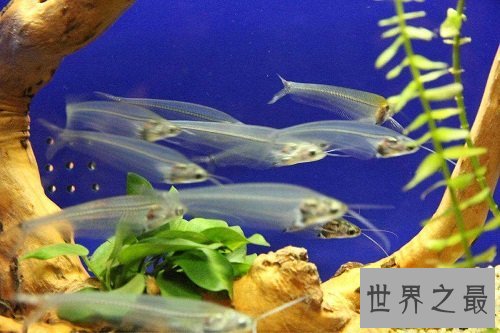 玻璃猫居然是一种鱼？饲养贴士教你养好它！