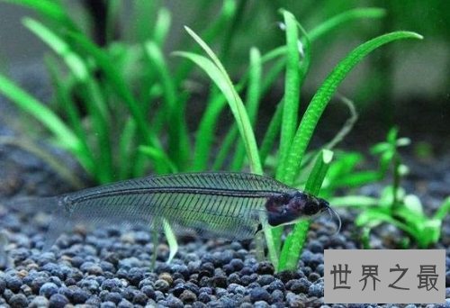 玻璃猫居然是一种鱼？饲养贴士教你养好它！
