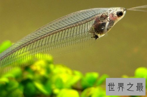 玻璃猫居然是一种鱼？饲养贴士教你养好它！