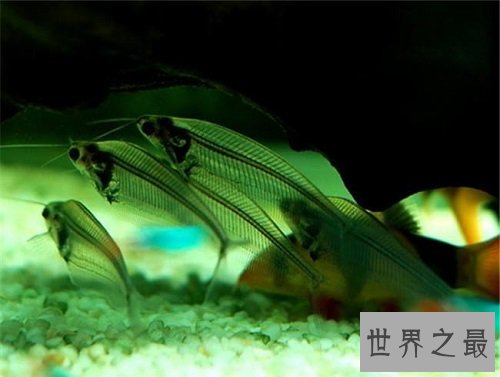 玻璃猫居然是一种鱼？饲养贴士教你养好它！