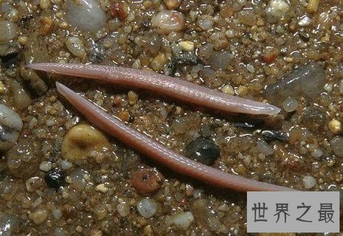 文昌鱼价格怎么那么贵？原因居然是这个！