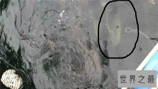 人面鱼长相奇特寿命很短，因为杂交而形成了这种鱼