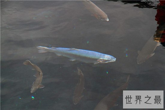 人面鱼长相奇特寿命很短，因为杂交而形成了这种鱼