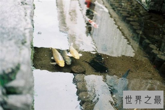 人面鱼长相奇特寿命很短，因为杂交而形成了这种鱼