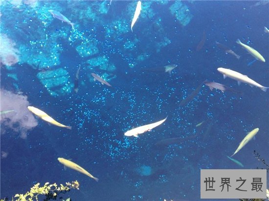 人面鱼长相奇特寿命很短，因为杂交而形成了这种鱼