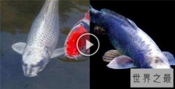 人面鱼长相奇特寿命很短，因为杂交而形成了这种鱼