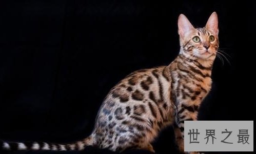 宠物猫价格最贵的几种，有你家的爱宠吗？