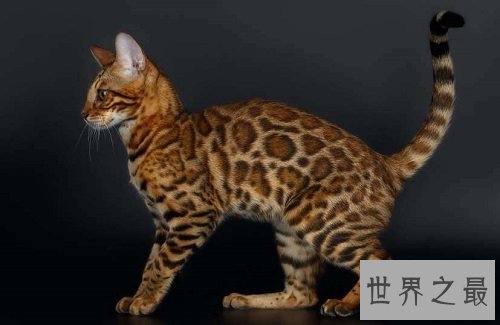 宠物猫价格最贵的几种，有你家的爱宠吗？